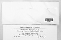 Hydropisphaera peziza image